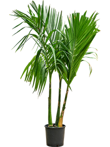 Арека катеху (бетелевая пальма) многоствольная 30/220 (Nieuwkoop Europe) 39811