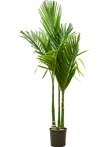 Арека катеху (бетелевая пальма) 27/190 (Nieuwkoop Europe) 39812