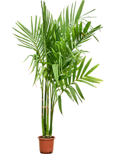 Арека катеху (бетелевая пальма) куст 30/220 (Nieuwkoop Europe) 39813