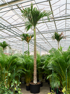 Арека катеху (бетелевая пальма) "Dwarf" 70/475 (Nieuwkoop Europe) 39815