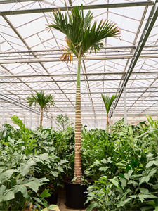 Арека катеху (бетелевая пальма) "Dwarf" 80/560 (Nieuwkoop Europe) 39816