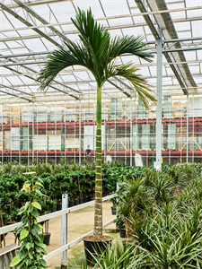 Арека катеху (бетелевая пальма) "Dwarf" 55/425 (Nieuwkoop Europe) 39817