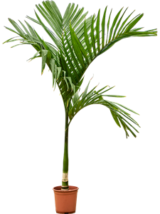 Арека катеху (бетелевая пальма) пучок 27/160 (Nieuwkoop Europe) 39819