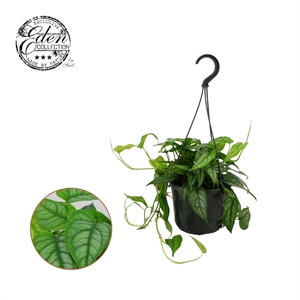 Монстера сильтепекана 15/20 (Nieuwkoop Europe) 39833