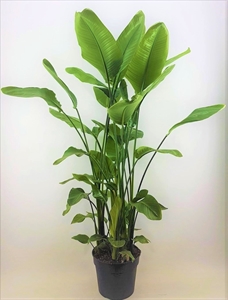 Стрелиция Николая 38/160 (Nieuwkoop Europe) 39836