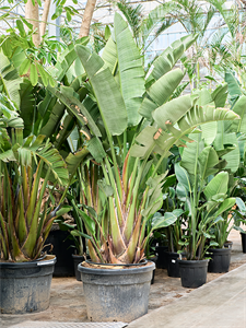 Стрелиция Николая 70/300 (Nieuwkoop Europe) 39837