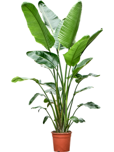 Стрелиция Николая 27/180 (Nieuwkoop Europe) 39838