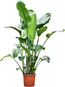 Стрелиция Николая 32/160 (Nieuwkoop Europe) 39841