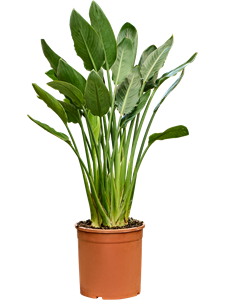 Стрелиция королевская (Стрелиция регина) 25/110 (Nieuwkoop Europe) 39844