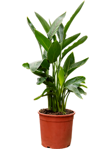 Стрелиция королевская (Стрелиция регина) 20/80 (Nieuwkoop Europe) 39845