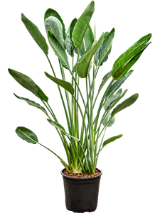 Стрелиция королевская (Стрелиция регина) 26/140 (Nieuwkoop Europe) 39846