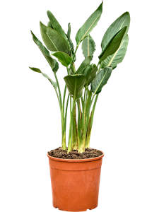 Стрелиция королевская (Стрелиция регина) 27/120 (Nieuwkoop Europe) 39847