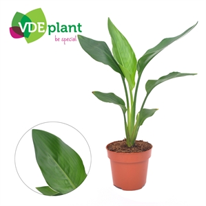 Стрелиция королевская (Стрелиция регина) 12/40 (Nieuwkoop Europe) 39848