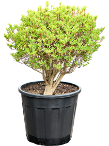 Энкиантус Перулатус (Nieuwkoop Europe) 39851