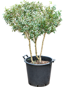 Османтус Бурквуда (Nieuwkoop Europe) 39852