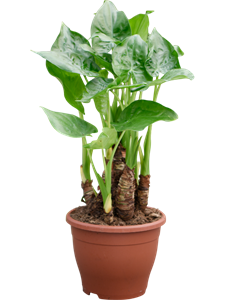 Алоказия кукулата (клобучковая) 23/55 (Nieuwkoop Europe) 39856