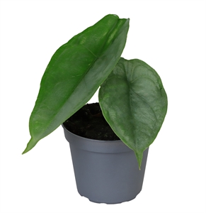 Алоказия "Dragon Breath" 6/10 (Nieuwkoop Europe) 39858