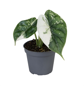 Алоказия "Dragon Scale" (Nieuwkoop Europe) 39859