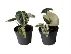 Алоказия "Frydek" 6/12 (Nieuwkoop Europe) 39860