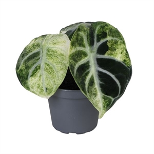 Алоказия "Ninja" 6/5 (Nieuwkoop Europe) 39867