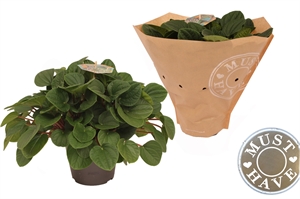 Пеперомия альбовитата "Rana Verde" 17/32 (Nieuwkoop Europe) 39874