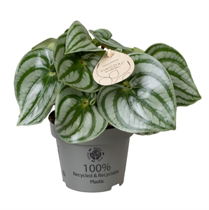 Пеперомия арбузная (пеперомия аргирея) "Costa Rica" 11/25 (Nieuwkoop Europe) 39875