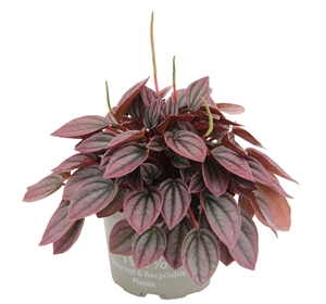 Пеперомия каперата (пеперомия сморщенная) "Cayenne" 12/20 (Nieuwkoop Europe) 39877