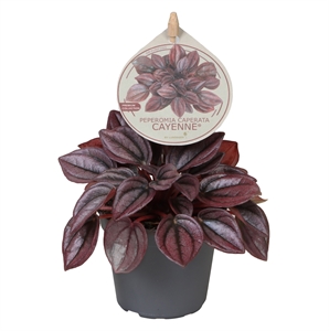 Пеперомия каперата (пеперомия сморщенная) "Cayenne" 6/12 (Nieuwkoop Europe) 39878