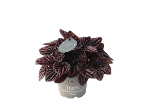 Пеперомия каперата (пеперомия сморщенная) "Red Luna" 12/25 (Nieuwkoop Europe) 39883