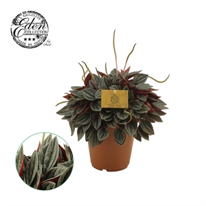 Пеперомия каперата (пеперомия сморщенная) "Santorini" 15/25 (Nieuwkoop Europe) 39887