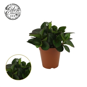 Пеперомия клузиелистная "Red Margin" 15/25 (Nieuwkoop Europe) 39889