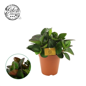 Пеперомия клузиелистная "Red Margin" (Nieuwkoop Europe) 39890