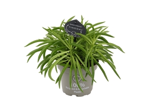 Пеперомия Феррейра "Nevada" 12/25 (Nieuwkoop Europe) 39892