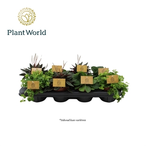 Пеперомия микс 10/15 (Nieuwkoop Europe) 39897