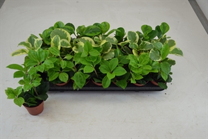 Пеперомия микс 8/12 (Nieuwkoop Europe) 39901