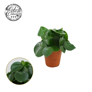 Пеперомия полиботрия (пеперомия многокистевая) "Raindrop" (Nieuwkoop Europe) 39911