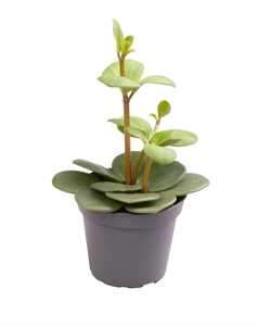 Пеперомия тетрафилла (Пеперомия четырехлистная) "Hope" (Nieuwkoop Europe) 39921