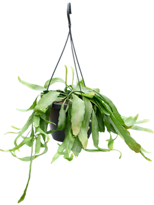 Рипсалис рамулоза "Red Coral" ампельный 17/25 (Nieuwkoop Europe) 39924