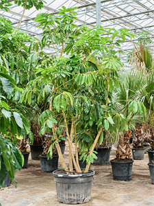 Шеффлера лучелистная "Amate" 70/325 (Nieuwkoop Europe) 39925