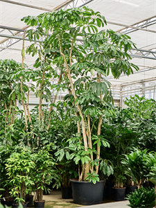 Шеффлера лучелистная "Amate" 80/370 (Nieuwkoop Europe) 39926