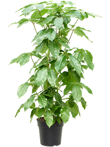 Шеффлера лучелистная "Amate" 30/160 (Nieuwkoop Europe) 39928