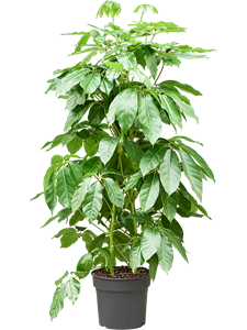 Шеффлера лучелистная "Amate" 38/190 (Nieuwkoop Europe) 39929