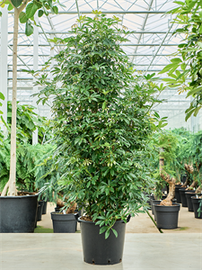 Шеффлера древовидная (арборикола) "Compacta" 48/220 (Nieuwkoop Europe) 39930