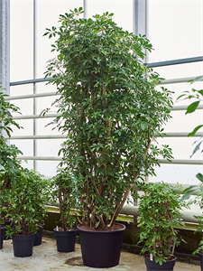 Шеффлера древовидная (арборикола) "Compacta" 70/280 (Nieuwkoop Europe) 39933