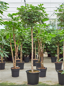 Шеффлера древовидная (арборикола) "Compacta" 45/220 (Nieuwkoop Europe) 39934