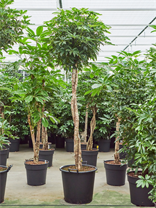 Шеффлера древовидная (арборикола) "Compacta" разветвленная 45/220 (Nieuwkoop Europe) 39936