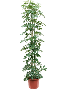 Шеффлера древовидная (арборикола) "Compacta" 32/155 (Nieuwkoop Europe) 39937