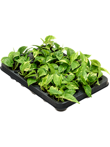 Сциндапсус (эпипремнум) "Aureum" 6/15 (Nieuwkoop Europe) 39939