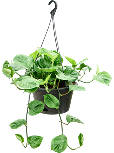 Сциндапсус (эпипремнум) "Manjula Green" ампельный 28/35 (Nieuwkoop Europe) 39940