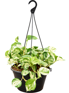 Сциндапсус (эпипремнум) "Manjula Variegata" ампельный 28/35 (Nieuwkoop Europe) 39941